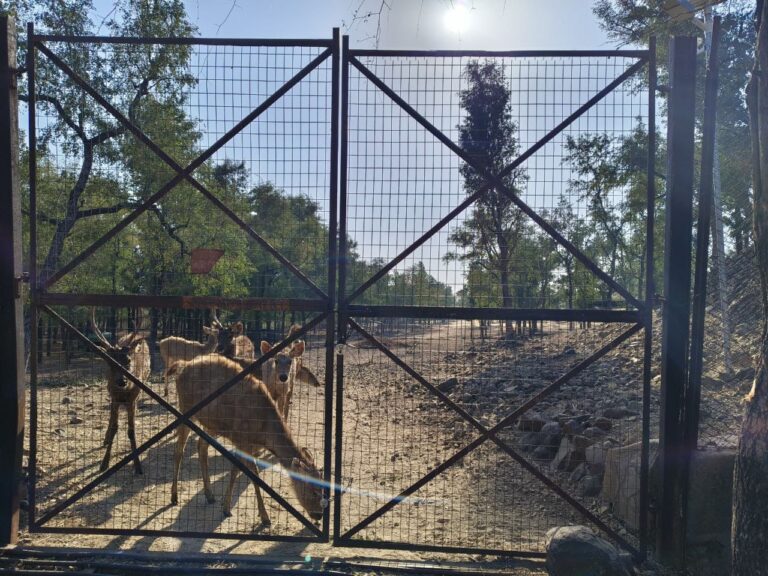 हिरण प्रजनन केंद्र में चौदह सांभर हिरणों की फिर हुवी मौत – वन्यजीव विभाग की लापरवाहीविगत वर्ष एप्रिल महा मे भी भुख से दम तोडे थे हीरन