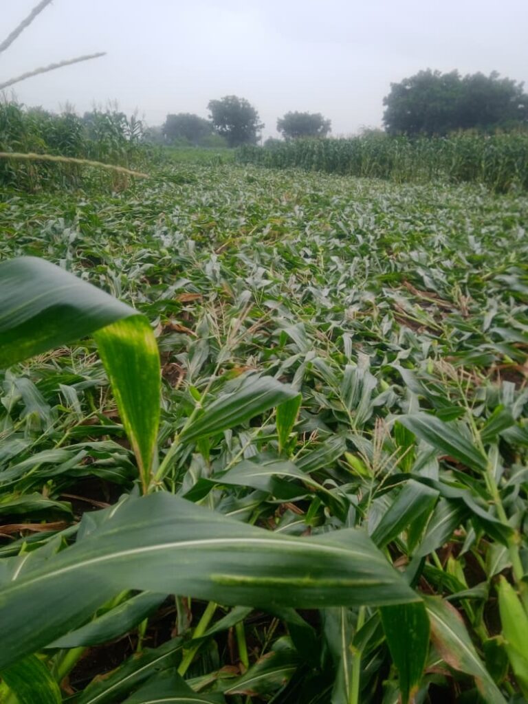 मुसळधार पावसामुळे शेतकऱ्यांचे मोठे नुकसान – प्रशासनाकडे पंचनाम्याची मागणी.