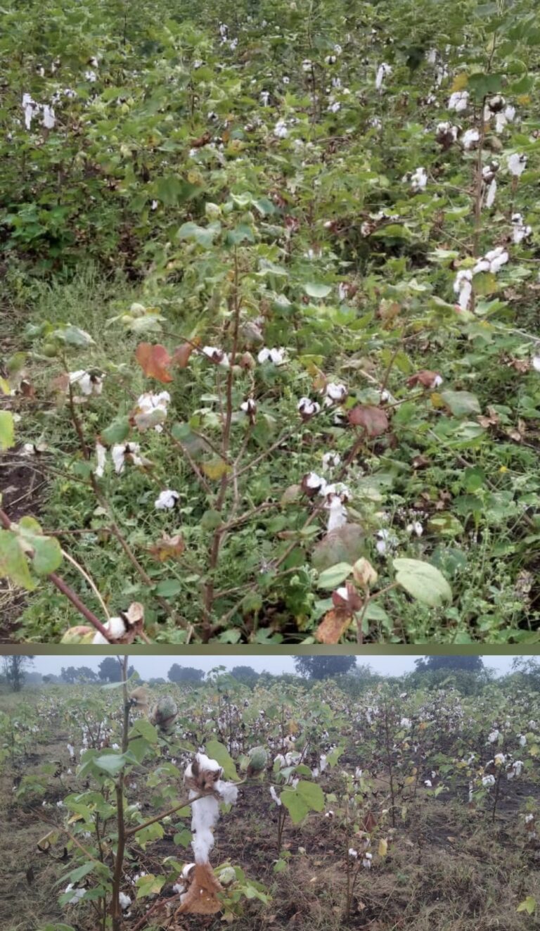 तालुक्यात अवकाळी पावसामुळे शेतकऱ्यांचे मोठ्या प्रमाणावर नुकसान.