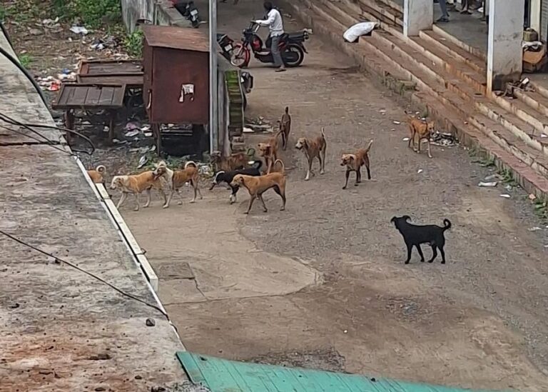 अमळनेर शहरात मोकाट कुत्र्यांचा त्रास; नागरिकांमध्ये भीतीचे वातावरण.